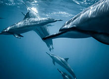 华体会官网下载：让赛事激情随时随地绽放